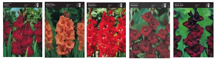 Гладиолус крупноцветковый красный